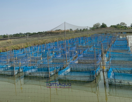 Hapa 6.25 m2, 1 mm mesh